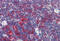 Perilipin 3 antibody, MBS242528, MyBioSource, Immunohistochemistry frozen image 