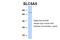 Sodium-iodide symporter antibody, 25-889, ProSci, Western Blot image 