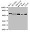 Asparagine Synthetase (Glutamine-Hydrolyzing) antibody, CSB-PA002219LA01HU, Cusabio, Western Blot image 