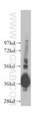G Protein Subunit Beta 4 antibody, 11978-2-AP, Proteintech Group, Western Blot image 