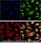 BCL2 Associated Transcription Factor 1 antibody, NBP2-24859, Novus Biologicals, Immunofluorescence image 