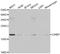 Cold Inducible RNA Binding Protein antibody, A04103, Boster Biological Technology, Western Blot image 