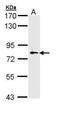 Myosin Light Chain Kinase 2 antibody, PA5-29324, Invitrogen Antibodies, Western Blot image 