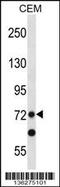 PR/SET Domain 8 antibody, 58-683, ProSci, Western Blot image 