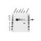 4F2hc antibody, VPA00372, Bio-Rad (formerly AbD Serotec) , Western Blot image 