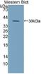 Phosphatidylinositol Transfer Protein Beta antibody, LS-C374643, Lifespan Biosciences, Western Blot image 