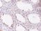 Krueppel-like factor 17 antibody, 105186-T10, Sino Biological, Immunohistochemistry paraffin image 