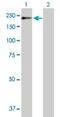 Pogo Transposable Element Derived With ZNF Domain antibody, H00023126-B01P, Novus Biologicals, Western Blot image 