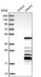 GRB2 Related Adaptor Protein 2 antibody, HPA005788, Atlas Antibodies, Western Blot image 