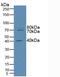 Raftlin, Lipid Raft Linker 1 antibody, MBS2028583, MyBioSource, Western Blot image 