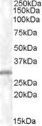 Renalase, FAD Dependent Amine Oxidase antibody, 46-278, ProSci, Western Blot image 