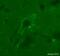 NMDAR2B antibody, ab65783, Abcam, Immunohistochemistry frozen image 