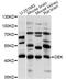 DEK Proto-Oncogene antibody, STJ111256, St John