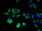 Cornichon Family AMPA Receptor Auxiliary Protein 4 antibody, A58610-100, Epigentek, Immunofluorescence image 
