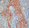 Cytokeratin antibody, 916504, BioLegend, Western Blot image 
