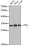 Cyclin Dependent Kinase 1 antibody, 14-408, ProSci, Western Blot image 