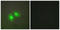 DNA Topoisomerase II Alpha antibody, LS-B7670, Lifespan Biosciences, Immunofluorescence image 