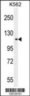 Tudor Domain Containing 1 antibody, 55-668, ProSci, Western Blot image 