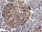 Reticulon 4 Interacting Protein 1 antibody, NBP2-00478, Novus Biologicals, Immunohistochemistry paraffin image 