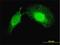 Programmed Cell Death 6 Interacting Protein antibody, H00010015-M01, Novus Biologicals, Immunofluorescence image 