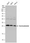 Nucleophosmin 1 antibody, GTX112654, GeneTex, Western Blot image 