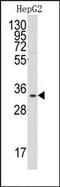 Complement component 1 Q subcomponent-binding protein, mitochondrial antibody, AP14673PU-N, Origene, Western Blot image 