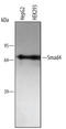 SMAD Family Member 4 antibody, MAB20971, R&D Systems, Western Blot image 
