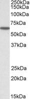 Karyopherin Subunit Alpha 3 antibody, PA5-18238, Invitrogen Antibodies, Western Blot image 