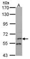 Flavin Containing Dimethylaniline Monoxygenase 1 antibody, NBP2-16511, Novus Biologicals, Western Blot image 