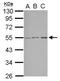 Serine/Threonine Kinase 38 Like antibody, NBP2-20518, Novus Biologicals, Western Blot image 