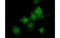 Tubulin Tyrosine Ligase Like 12 antibody, MBS834221, MyBioSource, Immunofluorescence image 