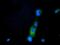 Phosphoribosyl Pyrophosphate Synthetase Associated Protein 2 antibody, MA5-25209, Invitrogen Antibodies, Immunocytochemistry image 