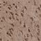 Ubiquitin Protein Ligase E3 Component N-Recognin 3 antibody, NBP1-87996, Novus Biologicals, Immunohistochemistry frozen image 