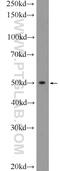 BCL2 Like 13 antibody, 16612-1-AP, Proteintech Group, Western Blot image 