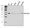 ADP Ribosylation Factor Like GTPase 6 Interacting Protein 6 antibody, A14815, Boster Biological Technology, Western Blot image 