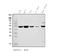 Regulator Of G Protein Signaling 6 antibody, A05753-1, Boster Biological Technology, Western Blot image 