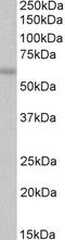 CAMP Responsive Element Binding Protein 3 Like 1 antibody, EB06914, Everest Biotech, Western Blot image 