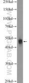 Apolipoprotein B MRNA Editing Enzyme Catalytic Subunit 3G antibody, 10608-1-AP, Proteintech Group, Western Blot image 