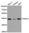 Proline And Serine Rich Coiled-Coil 1 antibody, PA5-76744, Invitrogen Antibodies, Western Blot image 