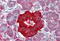 Transthyretin antibody, MBS247117, MyBioSource, Immunohistochemistry paraffin image 