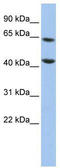 KIAA1041 antibody, TA330231, Origene, Western Blot image 