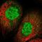 Chromosome 19 Open Reading Frame 33 antibody, NBP2-14392, Novus Biologicals, Immunofluorescence image 