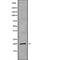 Mitochondrial Ribosomal Protein L17 antibody, abx216574, Abbexa, Western Blot image 