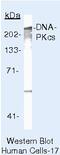 Protein Kinase, DNA-Activated, Catalytic Subunit antibody, MA5-13235, Invitrogen Antibodies, Western Blot image 