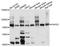 Terminal Nucleotidyltransferase 4A antibody, A10017, ABclonal Technology, Western Blot image 