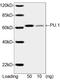 Transcription factor PU.1 antibody, LS-C203294, Lifespan Biosciences, Western Blot image 