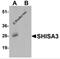 Shisa Family Member 3 antibody, 7275, ProSci, Western Blot image 