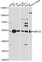 SET And MYND Domain Containing 3 antibody, A14516, ABclonal Technology, Western Blot image 