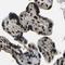 Ephrin B2 antibody, NBP1-84770, Novus Biologicals, Immunohistochemistry paraffin image 