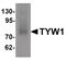 TRNA-YW Synthesizing Protein 1 Homolog antibody, PA5-21152, Invitrogen Antibodies, Western Blot image 